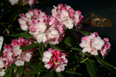 Rhodo-Hyp-F1-Eval-05-184-30-BLA-6437