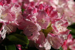 Rhodo-Hyp-F1-Eval-05-184-30-BLA-6438