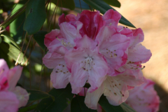 Rhodo-Hyp-F1-Eval-05-184-30-BLA-6441