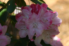 Rhodo-Hyp-F1-Eval-05-184-30-BLA-6442