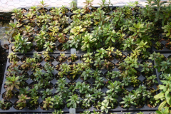Transcend-Nursery-azalea-seedlings-6463