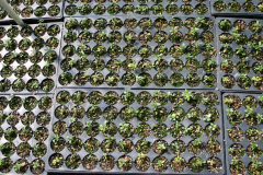 Transcend-Nursery-azalea-seedlings-6464