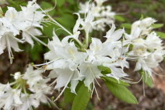 CAndrews-Arboretum-IMG_2099