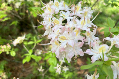CAndrews-Arboretum-IMG_2104