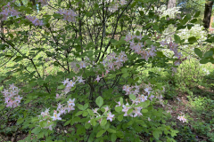 CAndrews-Arboretum-IMG_2105