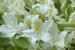 CAndrews-Arboretum-IMG_2108