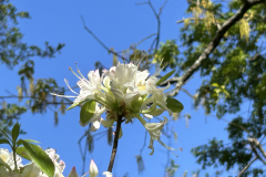 CAndrews-Arboretum-IMG_2115