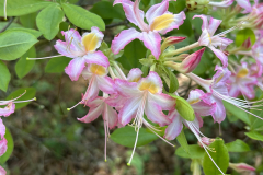 CAndrews-Arboretum-ala-x-flam-IMG_2128