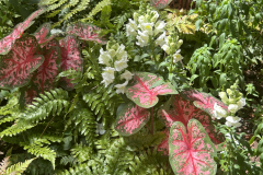 CAndrews-Botanique-IMG_2172