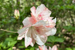 CAndrews-Callaway-IMG_2271