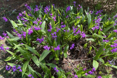 CAndrews-Greenleaf-IMG_2191