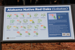Alabama-Native-Red-Oaks-@-Davis-Arboretum-2024-4430