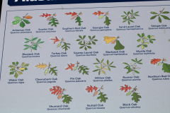 Alabama-Native-Red-Oaks-@-Davis-Arboretum-2024-4431