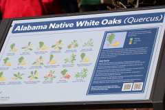 Alabama-Native-White-Oaks-@-Davis-Arboretum-2024-4428