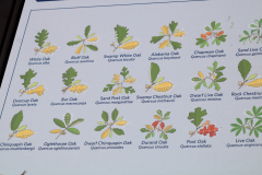 Alabama-Native-White-Oaks-@-Davis-Arboretum-2024-4429