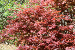Arakama-Japanese-Maple-@-Rogers-Garden-2024-4484