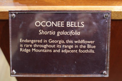 Artwork-Oconee-Bells-in-Discovery-Cetner-@-Callaway-2024-4590