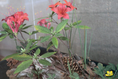 Artwork-R.-pruniffolium-Plumleaf-Azalea-in-Discovery-Cetner-@-Callaway-2024-4591