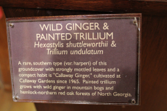 Artwork-Wild-Ginger-Painted-Trillium-in-Discovery-Cetner-@-Callaway-2024-4588