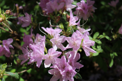 Azalea-Azalea-Trail-@-Callaway-2024-4571