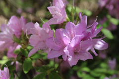 Azalea-Azalea-Trail-@-Callaway-2024-4572