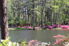 Azalea-Trail-@-Callaway-2024-4562