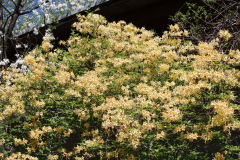 Azalea-near-Discovery-Center-@-Callaway-2024-4586