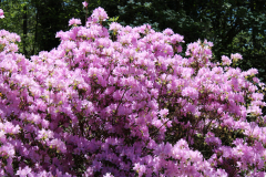 Azalea-q-Corsage-near-Pavillion-Azalea-Trail-@-Callaway-2024-4582