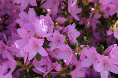 Azalea-q-Corsage-near-Pavillion-Azalea-Trail-@-Callaway-2024-4583