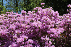 Azalea-q-Corsage-near-Pavillion-Azalea-Trail-@-Callaway-2024-4584