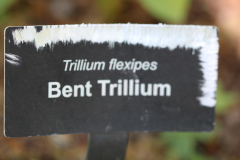Bent-Trillium-@-Davis-Arboretum-2024-4421