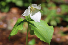 Bent-Trillium-@-Davis-Arboretum-2024-4422