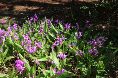 Bletilla-@-Greenleaf-Garden-2024-4508