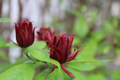 Calycanthus-floridus-@-Davis-Arboretum-2024-4389