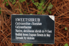 Calycanthus-floridus-@-Davis-Arboretum-2024-4390
