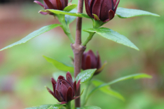Calycanthus-floridus-@-Davis-Arboretum-2024-4391
