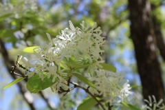 Chionanthus-retusus-Azalea-Trail-@-Callaway-2024-4579
