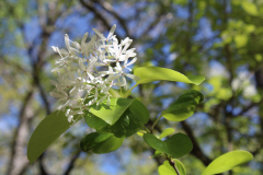 Chionanthus-retusus-Azalea-Trail-@-Callaway-2024-4580