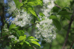 Chionanthus-vriginicus-@-Davis-Arboretum-2024-4416