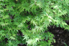 Coonara-Pygmy-Japanese-Maple-@-Rogers-Garden-2024-4492