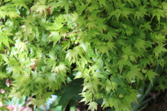 Coonara-Pygmy-Japanese-Maple-@-Rogers-Garden-2024-4493