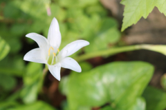 Davis-Arboretum-2024-4417