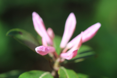 Davis-Arboretum-2024-4449