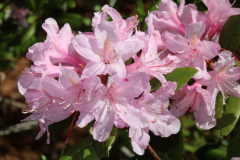 Davis-Arboretum-2024-4451