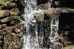 Davis-Arboretum-2024-4455
