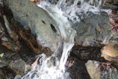 Davis-Arboretum-2024-4456