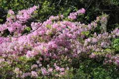 Davis-Arboretum-2024-4468