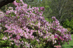 Davis-Arboretum-2024-4469