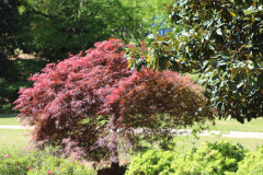 Davis-Arboretum-2024-4470