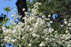 Davis-Arboretum-Memory-Garden-2024-4464